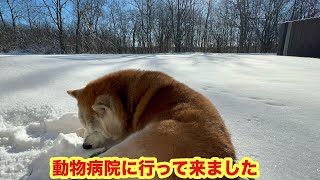 柴犬貴教17才！去年の年末の動画をアップし忘れていました。マイナス16度の中オチっこに付き合うママちん