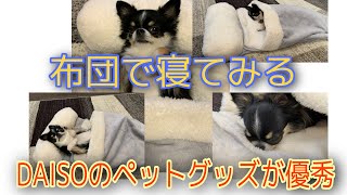 犬をお布団に寝かしたい••••。DAISOのペットグッズがかわいすぎる！【丸麦チャンネル】【チワワ】【ダイソー】【犬】