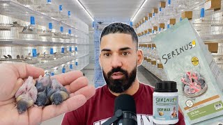 Its finally HERE ! New baby bird handfeeding formula from SERINUS 🐦