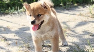 ID:1616　柴犬　赤柴　雌　子犬　生後50日目　shiba　inu