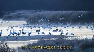 ロサンゼルスから晩秋の鶴居村音羽橋へ　Bird photography USA Hokkaido expedition #nikon #Zfc #鶴居村#4k#redcrownedcrane