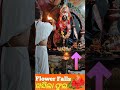 flower falls during maa kali arati times ମା କାଳୀଙ୍କ ଆଳତୀ ବେଳେ ଖସିଲା ଫୁଲ shorts viral maa kali