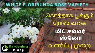 கொத்தாக பூக்கும் சம்மர் ஸ்னோ போல் ஓர் ரோஸ் - White Floribunda Rose variety MidSummersnow bloom tips