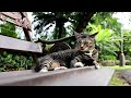 【猫の好きな音】猫が100％集まる 猫を集合させる為の動画 おきらくチャンネル番外編