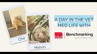 A Day in the Vet Med Life with AAHA Benchmarking