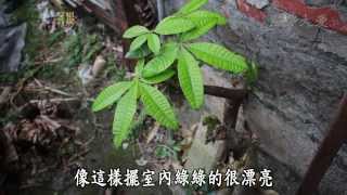 【草根菩提】20140206 - 香蕉伯思慕的人