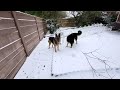 german shepherd dogs enjoying in the snow this indian