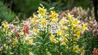 4K,한국,자연,풍경,백합,Korea, Nature, Landscape, Lily