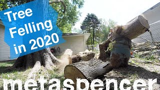 Tree Felling Compilation 2020
