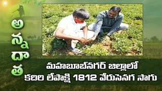 Kadiri Lepakshi 1812 Groundnut at Mahboobnagar