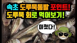 [ 쯔리박(つり朴) ] 속초 도루묵 포인트! 도루묵 회로 먹어봤어? 개꿀맛 (도루묵포인트, 도루묵통발포인트)