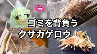 クサカゲロウ幼虫の面白いゴミの背負い方が判明