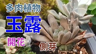 多肉植物 玉露 開出漂亮的花 succulents