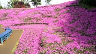 宮崎県新富町(黒木様宅)の＊芝桜*2013*3*30