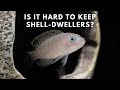 Shell Dweller Care and Breeding Guide - Neolamprologus Multifasciatus