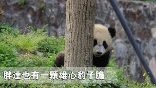 《超萌滾滾秀》第四十六期：胖達也有一顆雄心豹子膽 | iPanda