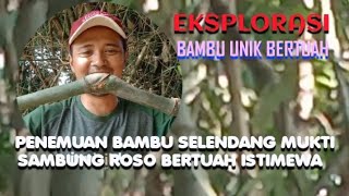 Penemuan Bambu SELENDANG MUKTI SAMBUNG ROSO Bertuah Istimewa Dari Jenis Bambu Ori