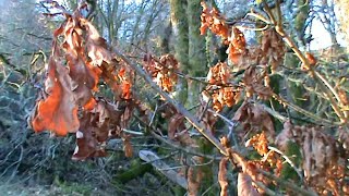 Crieff asbpresentations -  ' Vintage Keltie Camp'