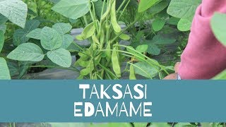 TAKSASI EDAMAME