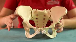 Anatomía de la Pelvis   Obstetricia fisiológica II