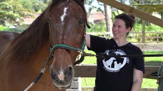 Veterinary Technology at St. Petersburg College