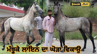 Majhuke Bloodline Horse For Sale (8727800826) / Shonki Jatt