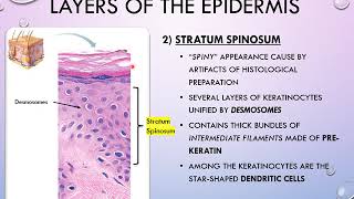 Chapter 5 Integumentary System