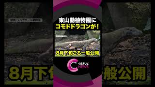 【コモドドラゴンがやってくる！】“生きた恐竜”日本唯一の飼育へ  東山動植物園　#shorts