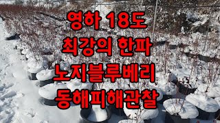 영하 18도 노지 블루베리(메도우락)