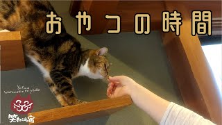 おやつのじかんな猫達　Cat eating snack