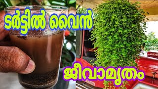 അഞ്ചാംദിവസം റിസൽട്ട് | പെട്ടെന്ന് വളരാൻ ഇലകൾ കണ്ണാടി പോലെ തിളങ്ങാൻ