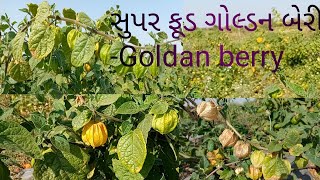 સુપર ફૂડ ગોલ્ડન બેરી - એ પોપટી નથી...! 500 ₹ 1 kg મળતા ભાવ.