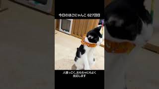 【里親募集中】 今日のほごにゃんこ 627回目 #cat #ねこ #保護猫 #保護猫カフェ