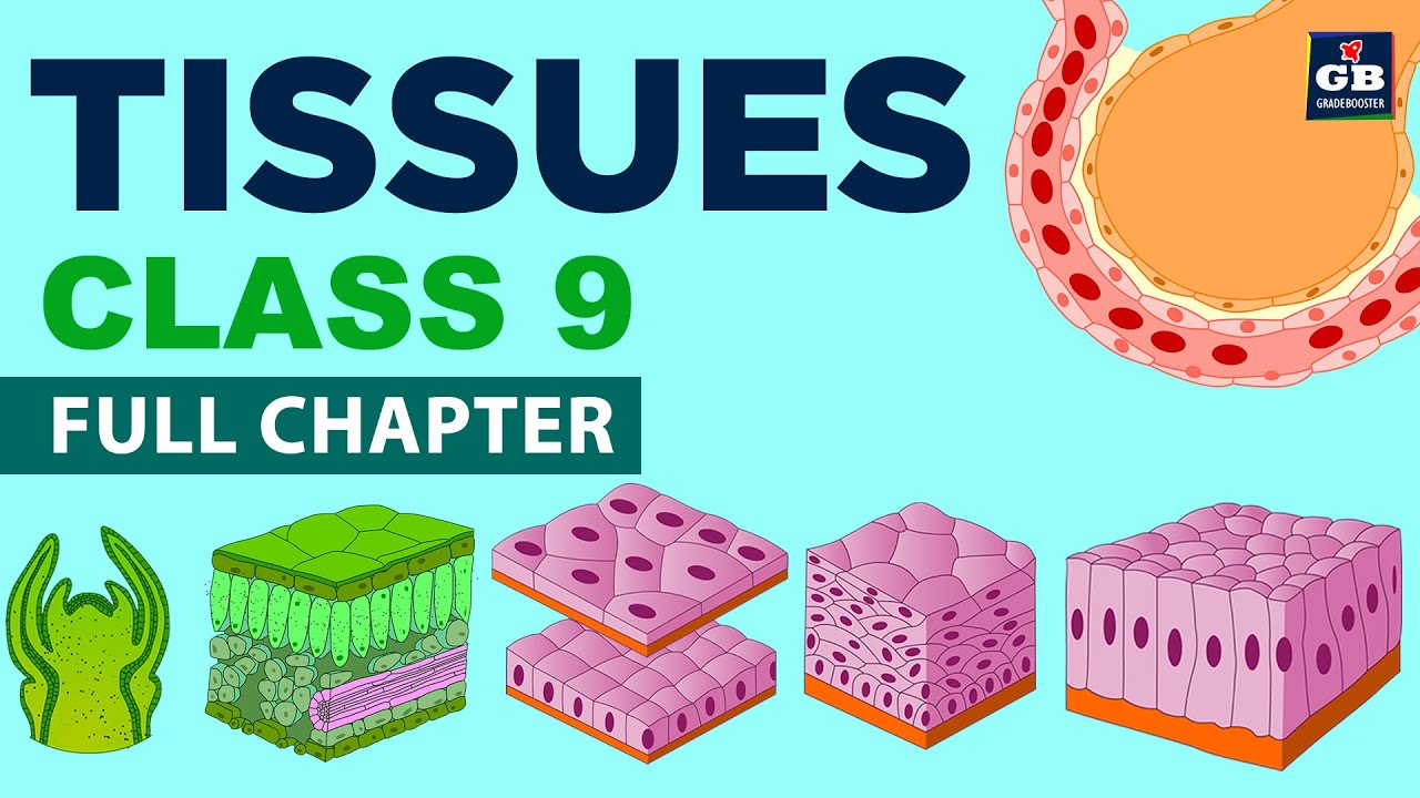 #Tissues Class 9 Full Chapter (Animation) | Cbse 9 Biology | Chapter 6 ...