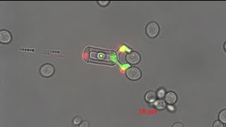 【マトグロッソTV】#057 にっぽんスゴッ研究所 東京大学 生田幸士研究室