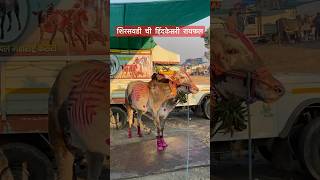 शिरसवडी ची #हिंदकेसरी #रायफल #viralvideo #video #बैलगाडा