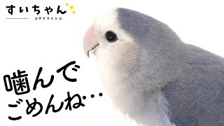 コザクラインコが噛むのに理由があります