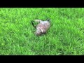 Stoat kills rabbit (graphic)