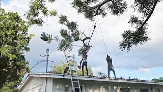 How to Cut Tree Branches over your Roof like a pro 😎