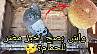 واش نقدر نعطي لحمامي الخبز🍞واش مضر ليه؟+الإجابة على جميع الأسئلة المتعلقة بالحمام