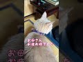 【猫和尚】お母さんにべったり 猫 猫動画 猫和尚