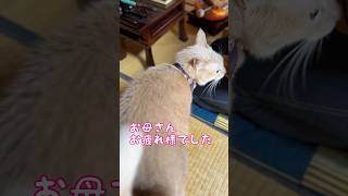 【猫和尚】お母さんにべったり #猫 #猫動画 #猫和尚