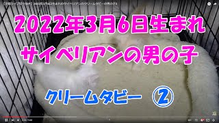 【子猫ライブ切り抜き】2022年3月6日生まれのサイベリアンのクリームタビーの男の子2