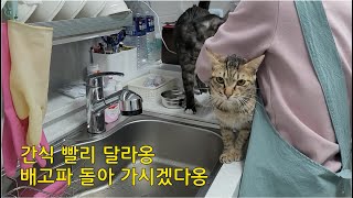 간식 빨리 달라옹 배고파 돌아가시겠다옹