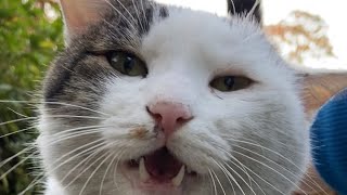 【伏見稲荷】目を見て鳴いてくれる猫オグロ　A cat crying with eyes