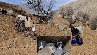 Jahangir's efforts to take care of his dogs and puppies with the help of the operator | nomadic life