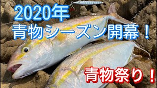 「青物」青物シーズン開幕！