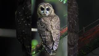 Owl Mythology Video The//Mythology//King -- Aktab creation 1k #shorts #viral #mythology #trending