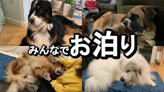 【GPラム】みんなでお泊り【アデル・ロイ・オリバー来泊】