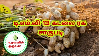 டி.எம்.வி.13 கடலை சாகுபடி பற்றிய குறிப்புகள்..